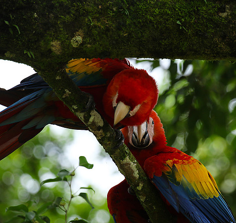 Macaw - ara