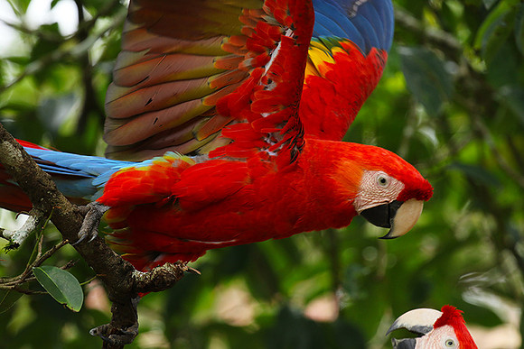 Macaw - ara