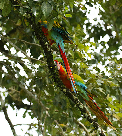 Macaw - ara