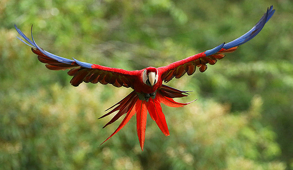 Scarlet macaw