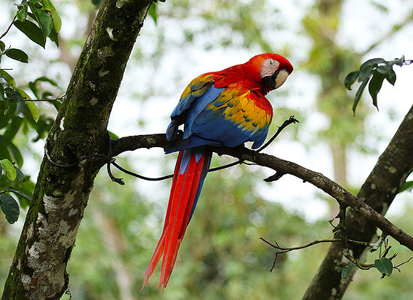 Macaw - ara
