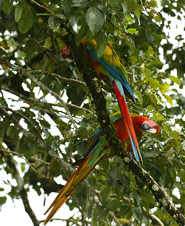 Macaw - ara