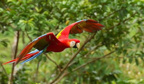 Macaw - ara