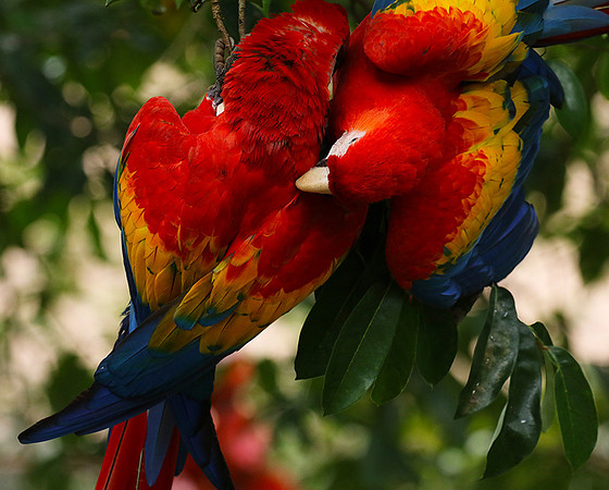 Scarlat macaw
