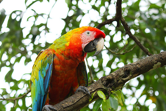 Macaw - ara