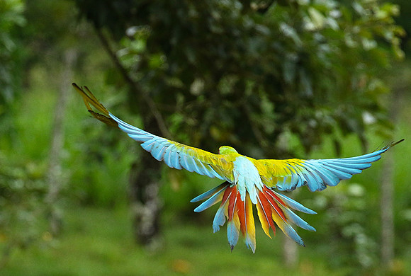 Green macaw