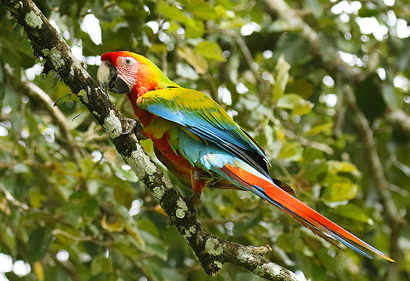 Macaw - ara