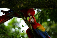 Macaw - ara