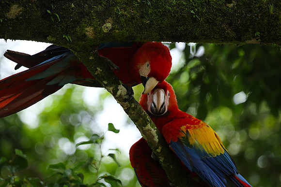 Macaw - ara