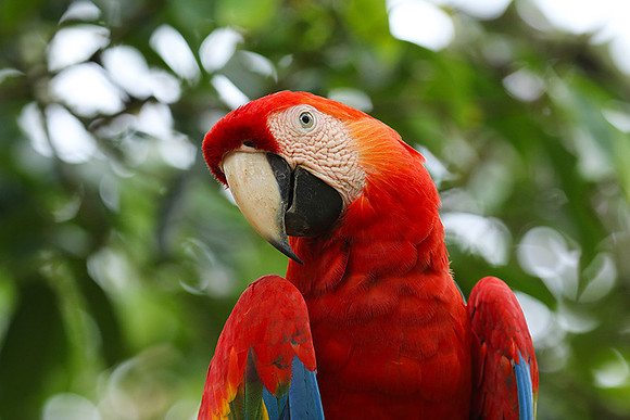 Macaw - ara