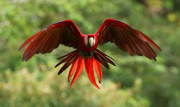 Scarlet macaw