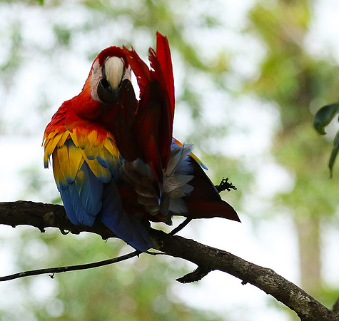 Macaw - ara