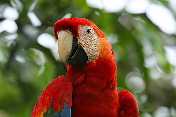 Macaw - ara