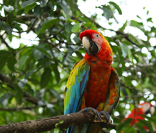 Macaw - ara