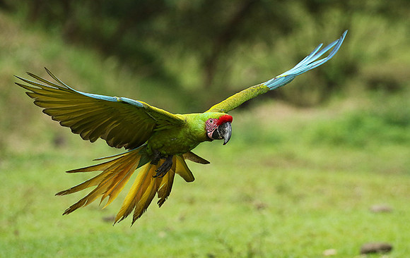 Great green macaw