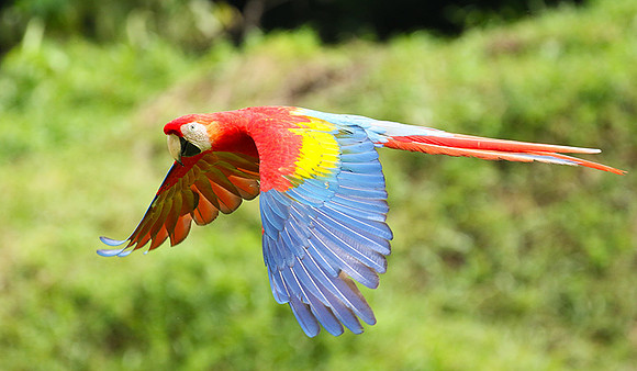 Macaw - ara