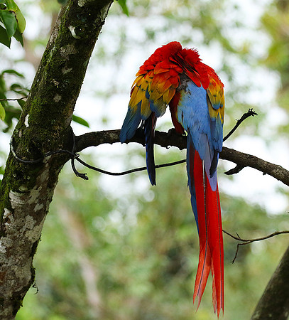Macaw - ara