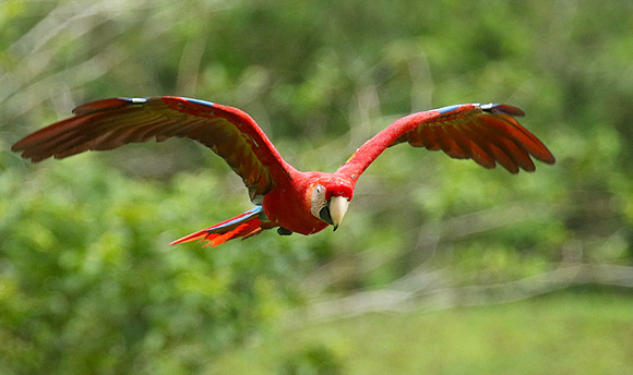 Macaw - ara