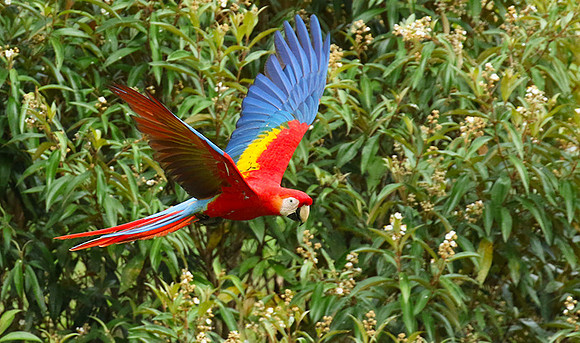 Macaw - ara