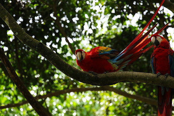 Macaw - ara