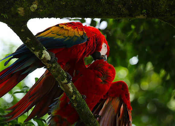 Macaw - ara