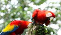 Macaw - ara