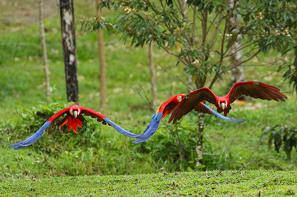 Macaw - ara