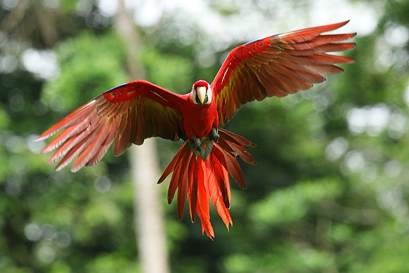 Scarlet macaw