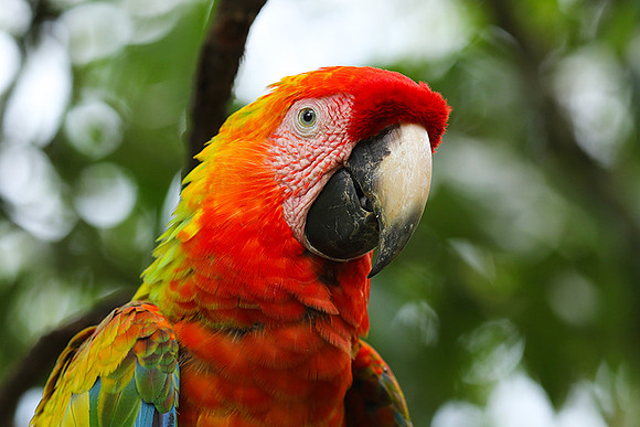 Macaw - ara