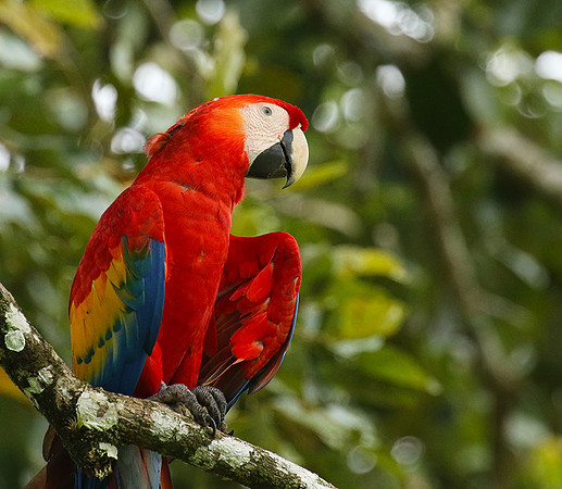 Macaw - ara