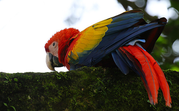 Macaw - ara