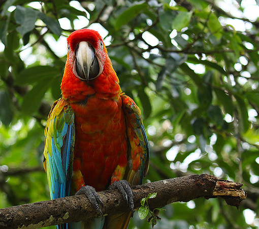 Macaw - ara