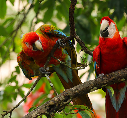 Macaw - ara