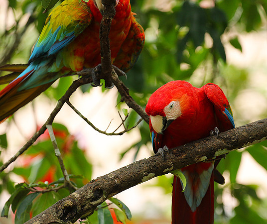 Macaw - ara