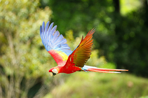 Macaw - ara