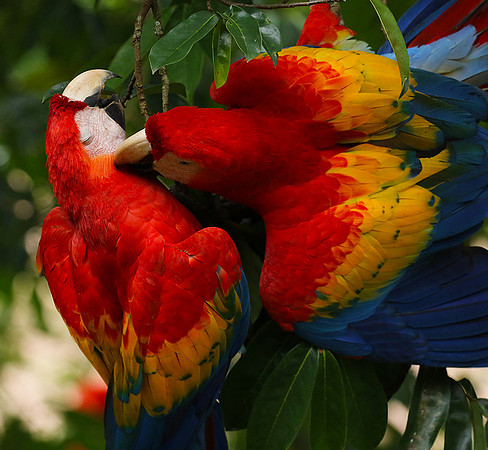 Scarlat macaw