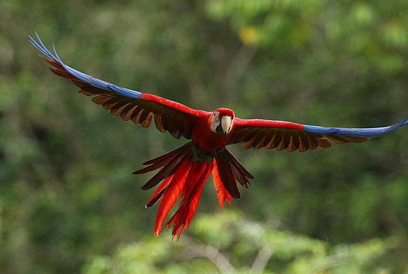 Macaw - ara