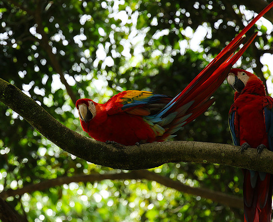 Macaw - ara