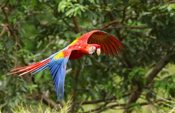 Macaw - ara
