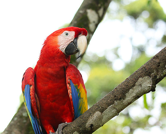 Macaw - ara