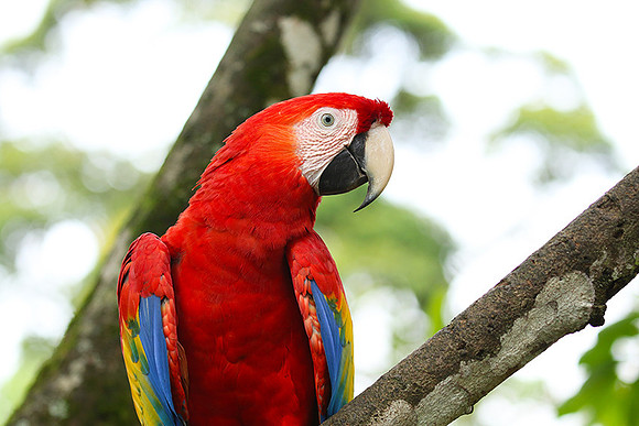 Macaw - ara