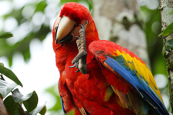 Macaw - ara