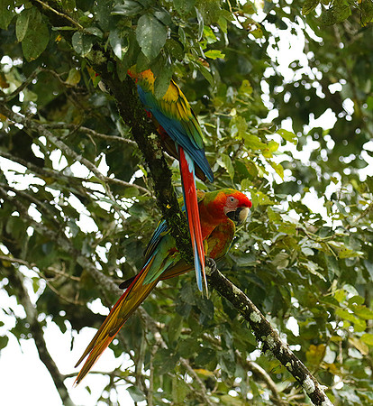 Macaw - ara