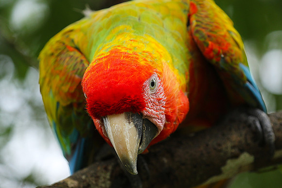 Macaw - ara