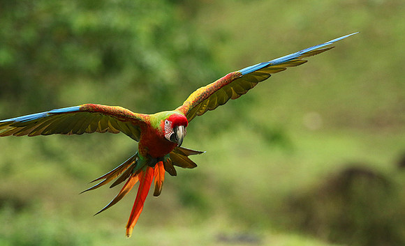 Great green macaw