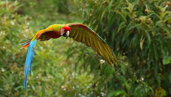 Macaw - ara