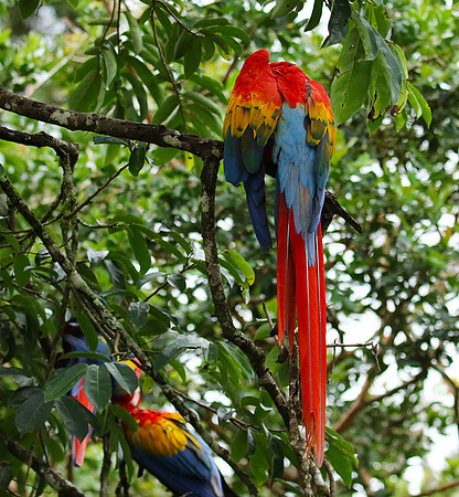 Macaw - ara