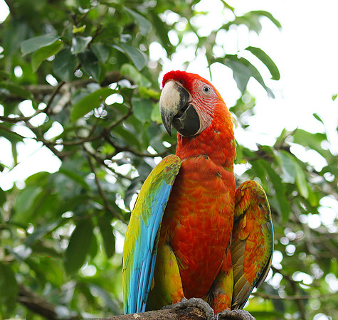 Macaw - ara