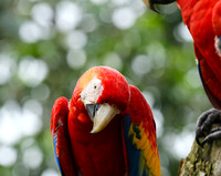 Macaw - ara