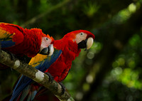 Macaw - ara
